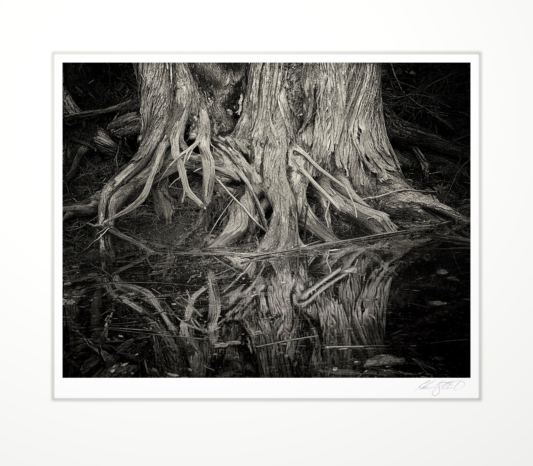 Cedar tree roots reflected in still water
