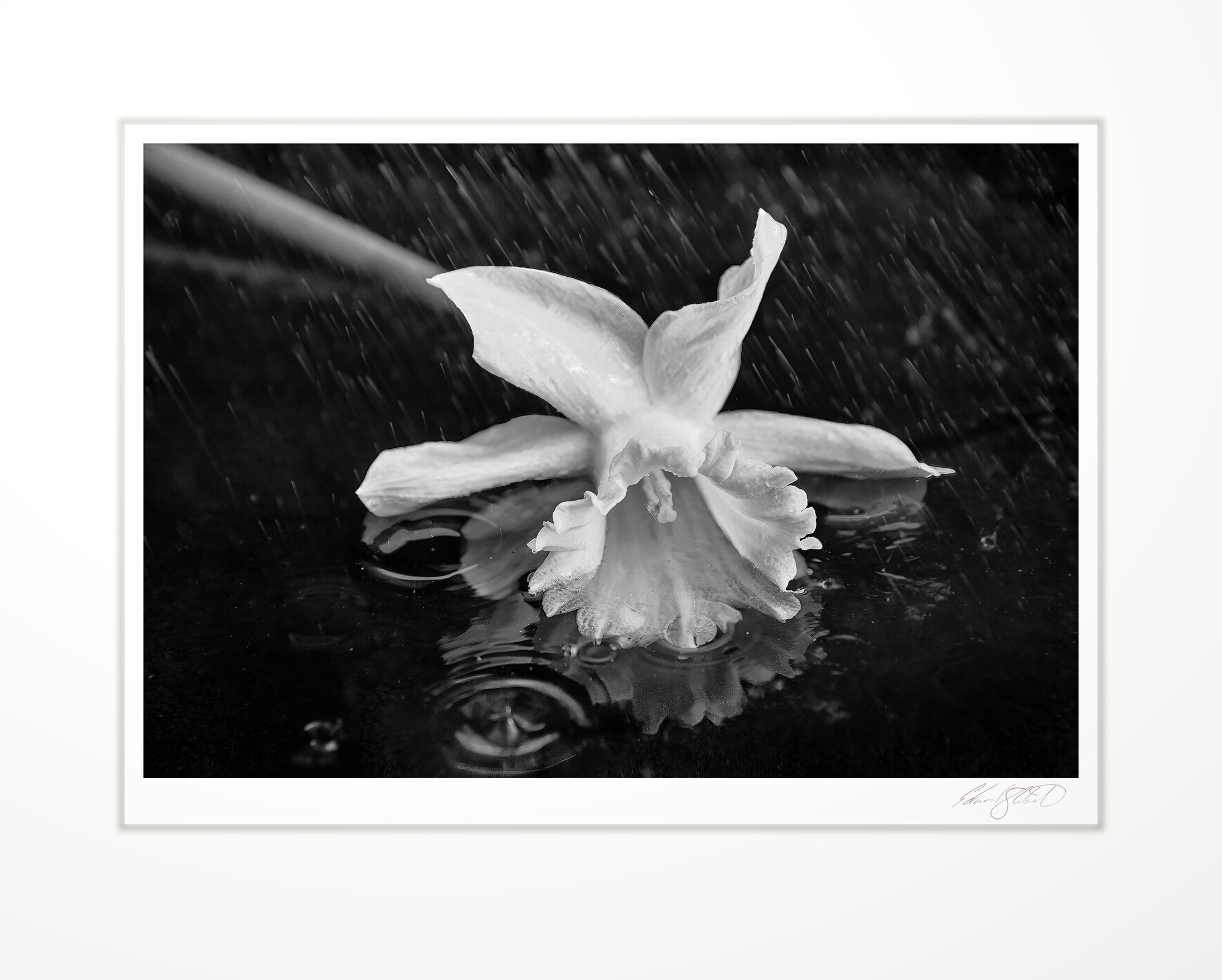 A daffodil caught in the rain