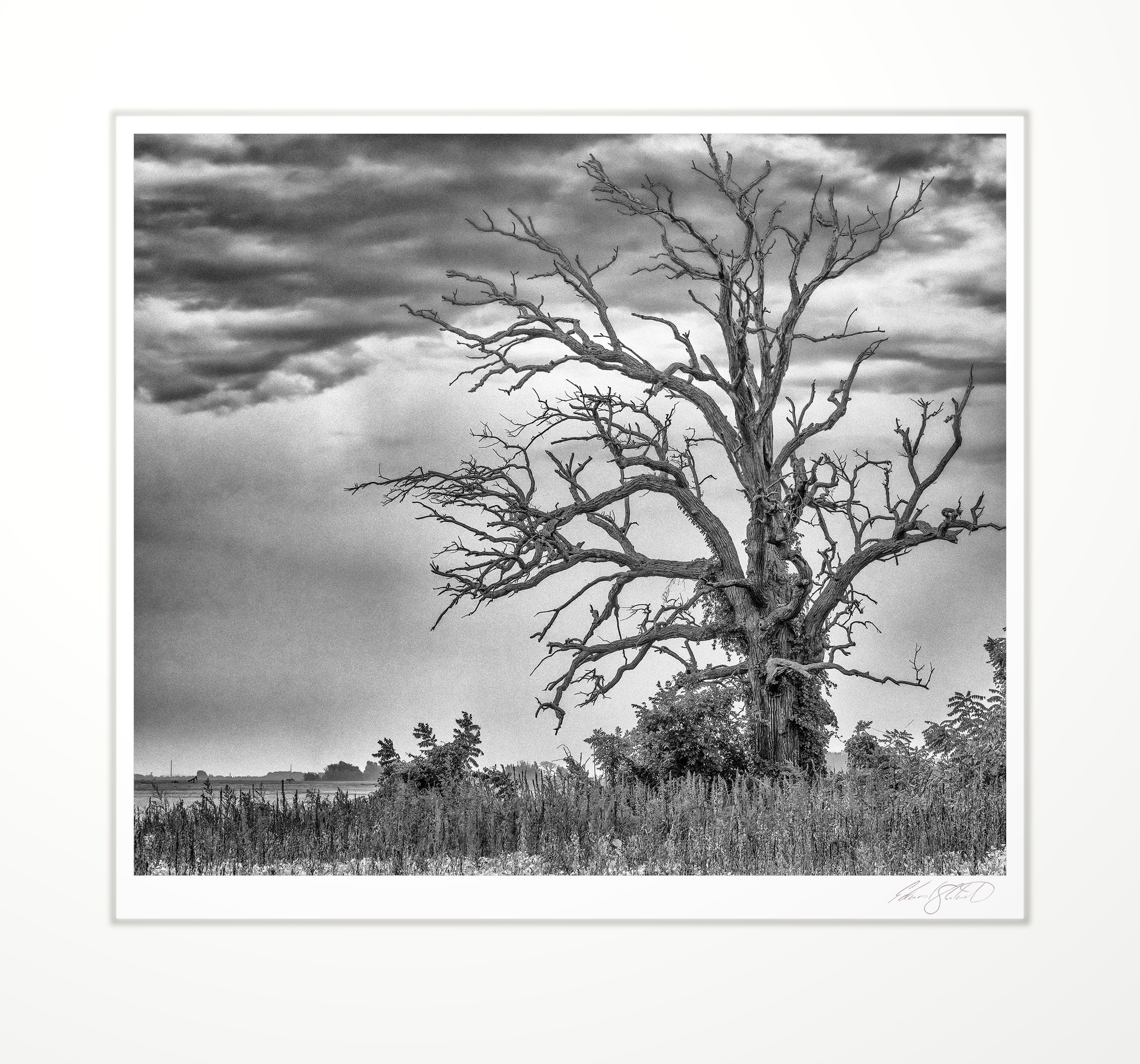 A dead oak standing under a stormy sky