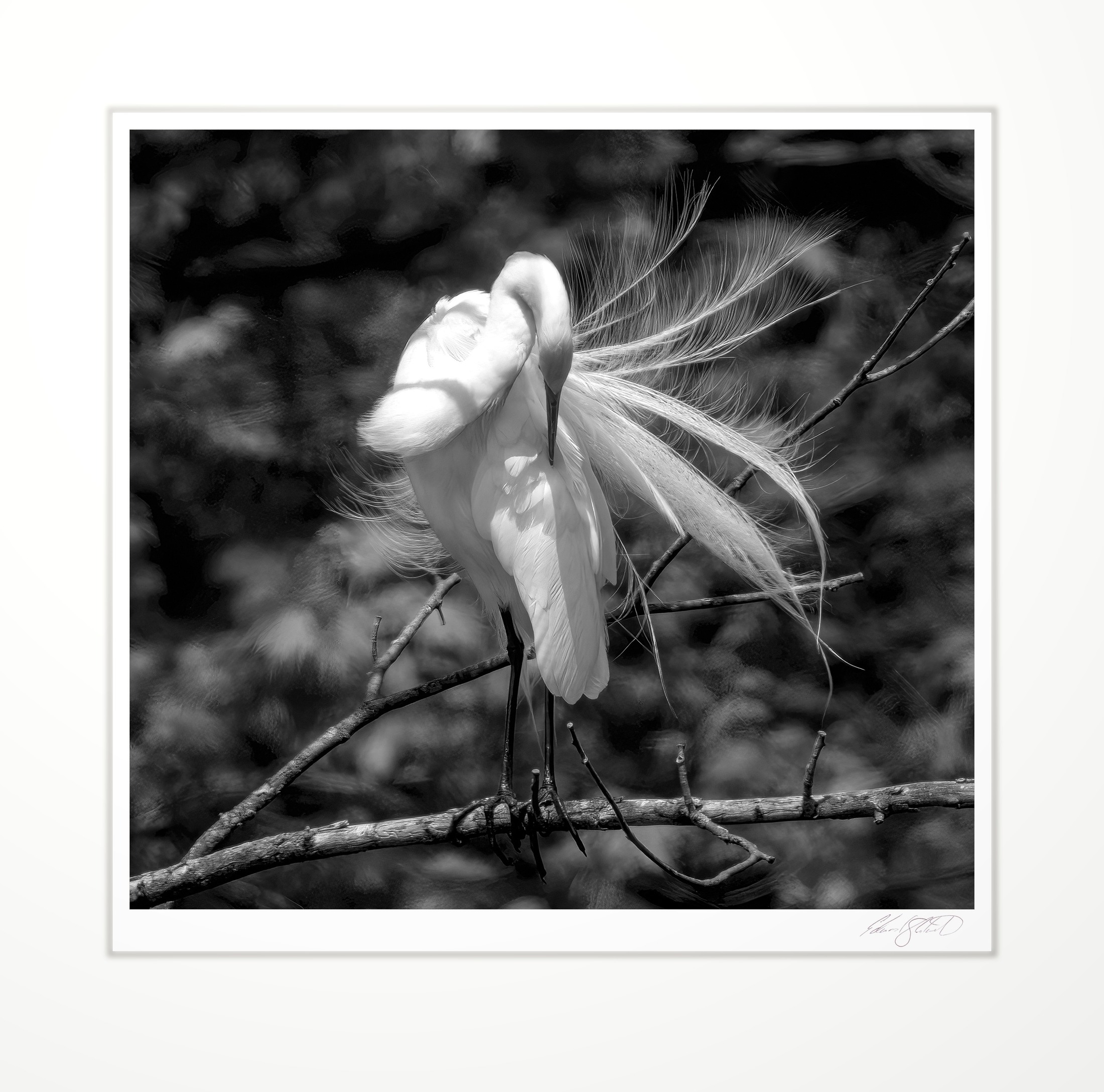 Great egret preening its feathers