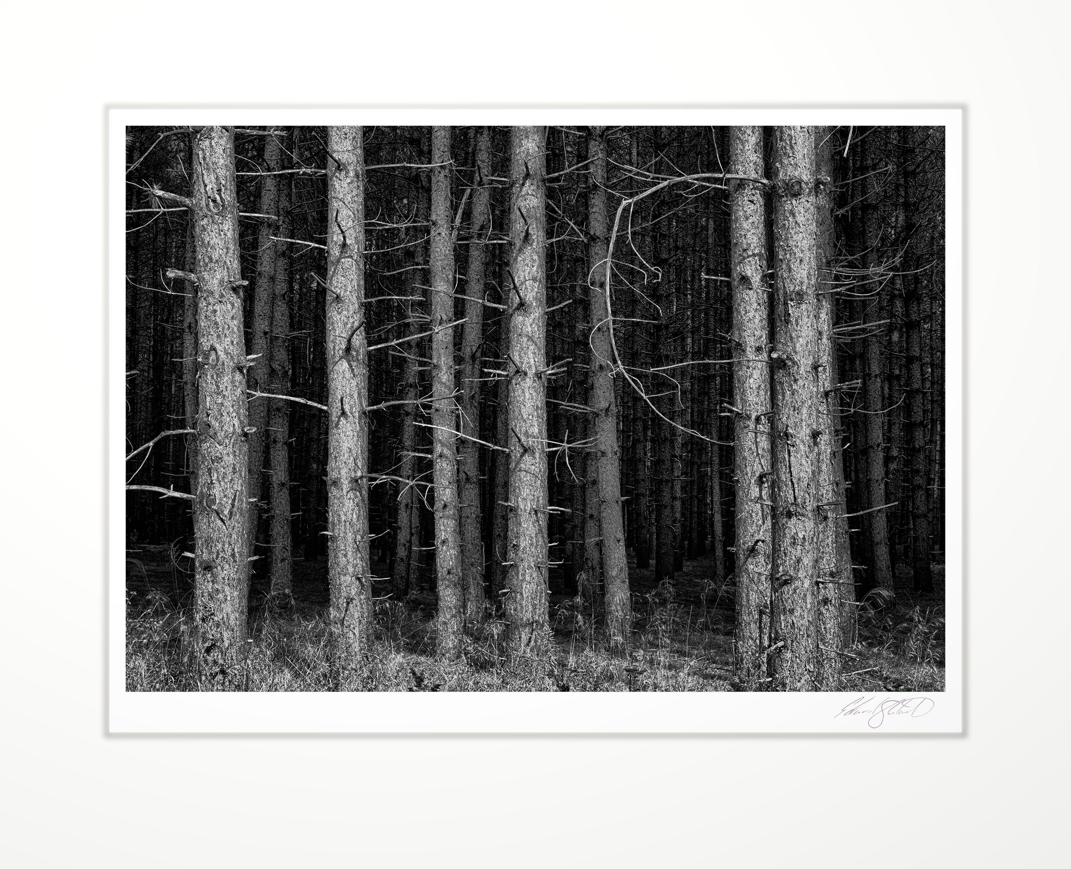 Lodgepole pine trunks in a dark forest
