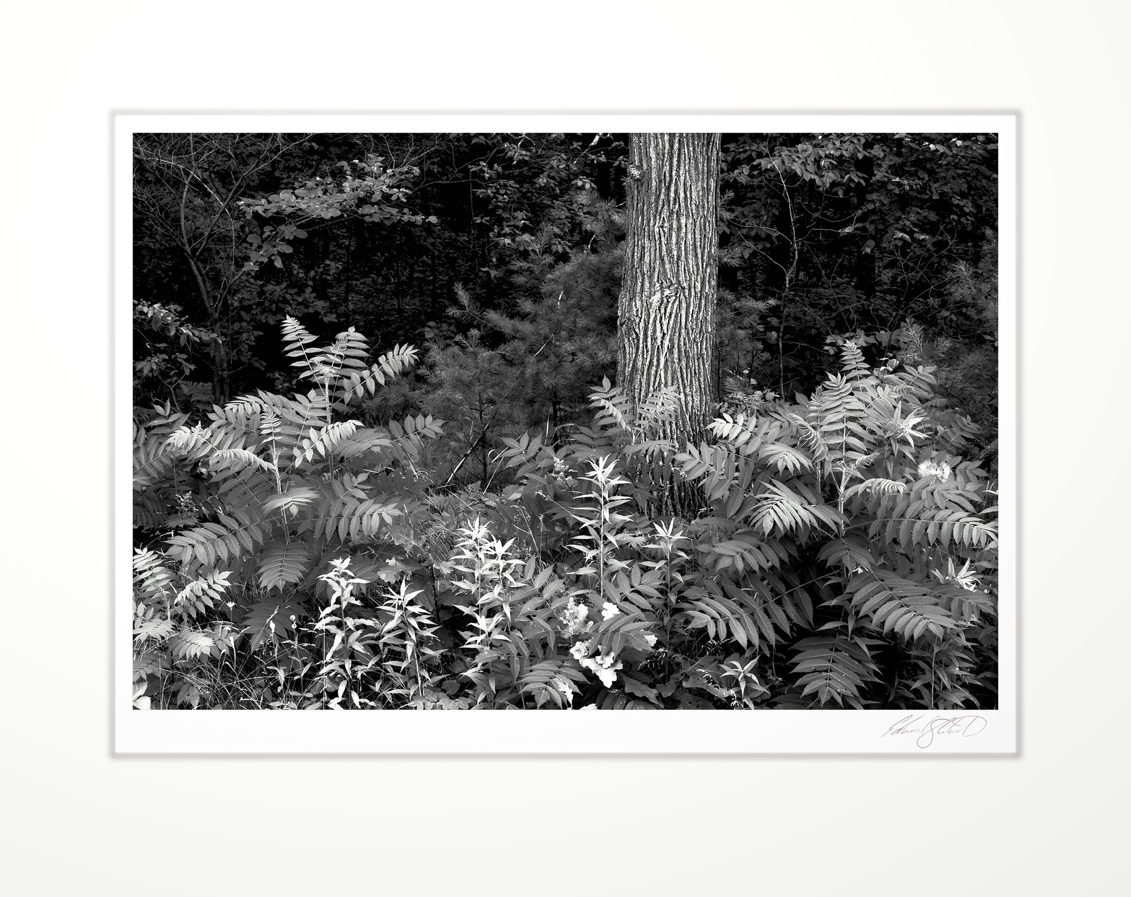 Ferns and a tree trunk in dappled light