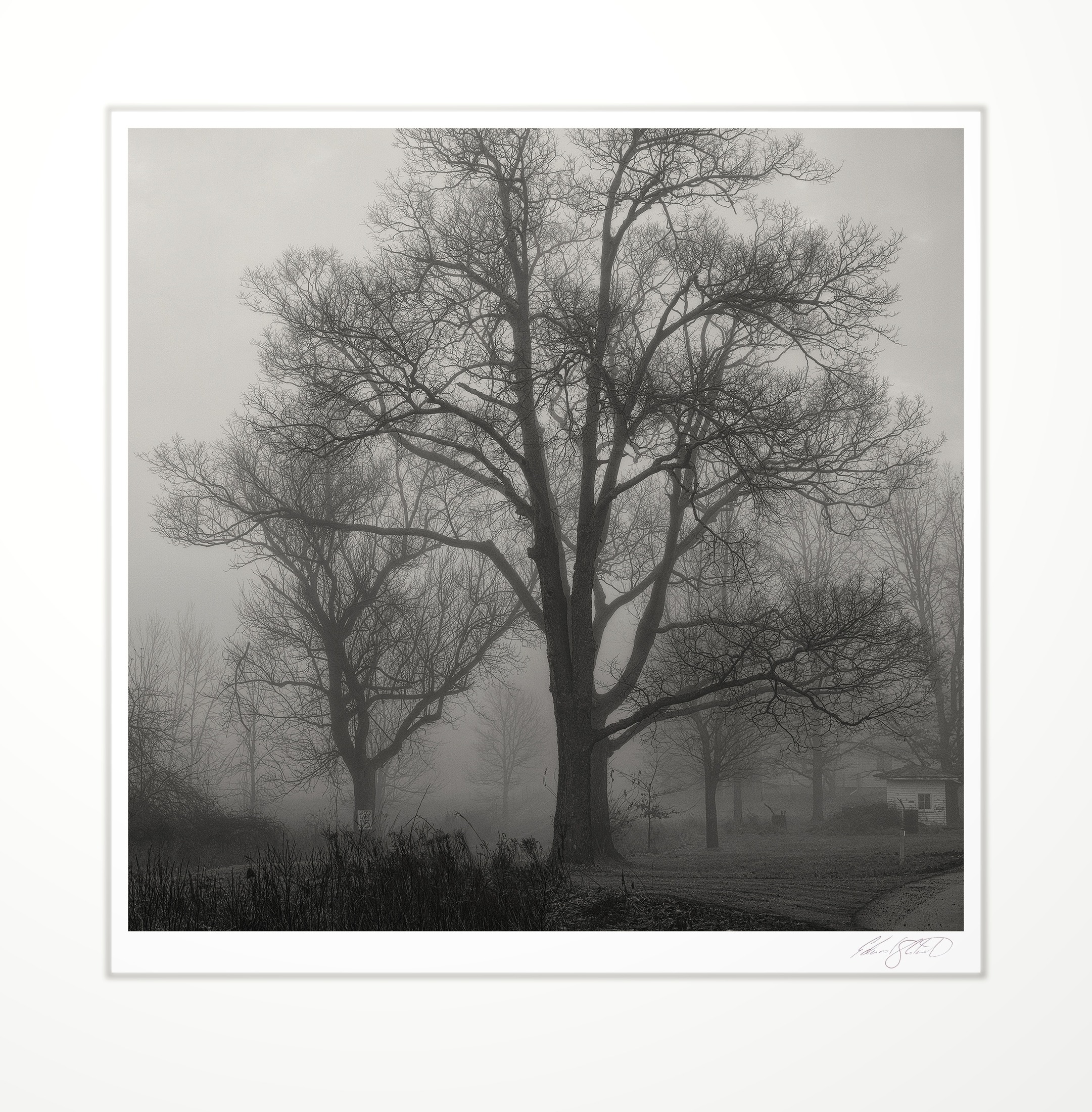 Bare trees standing in dense fog