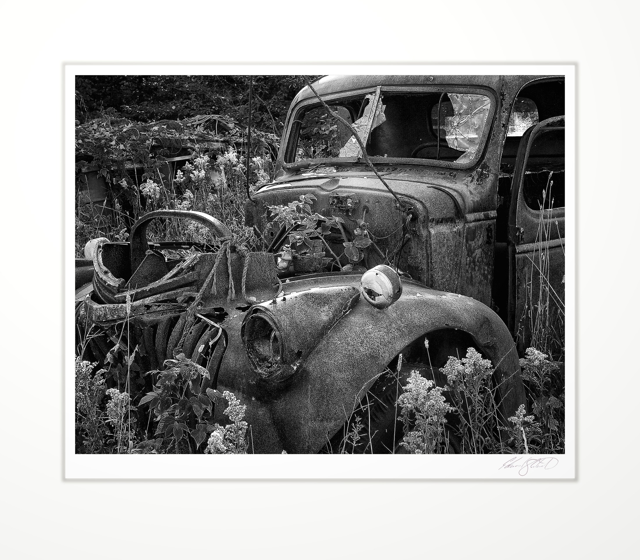 An abandoned truck overtaken by forest