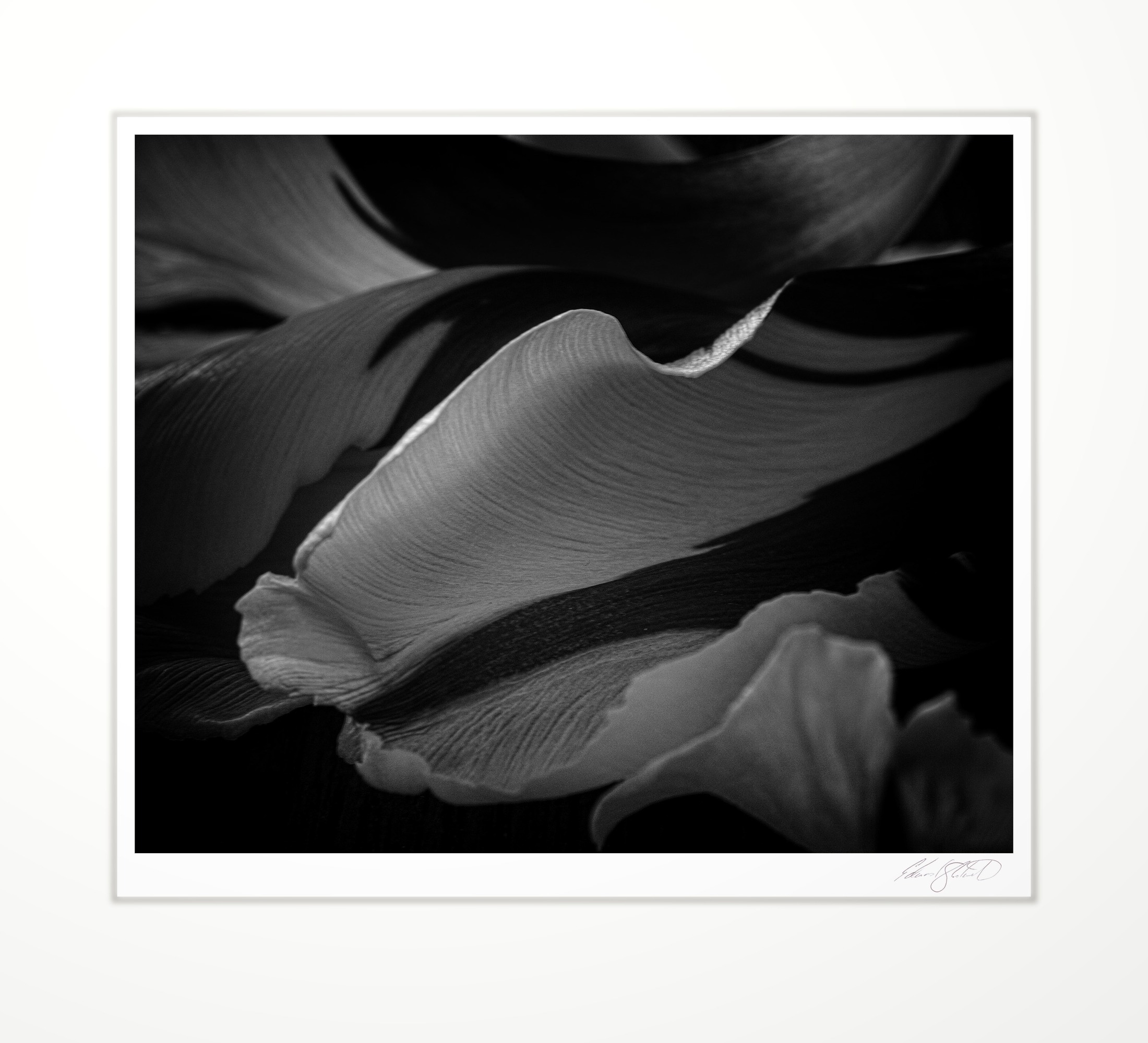 A curved tulip petal close-up