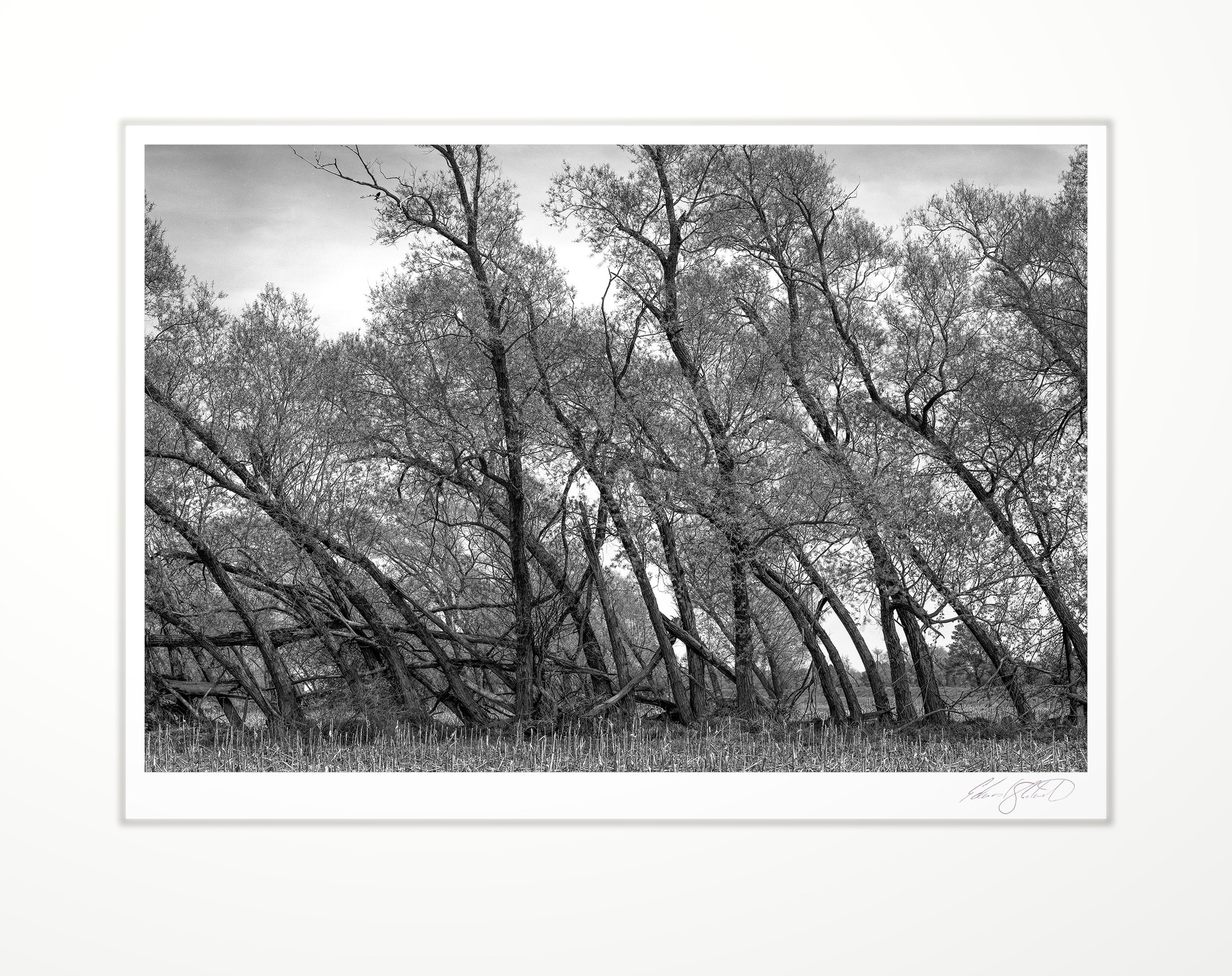 A windrow of leaning trees
